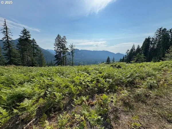 a view of a bunch of bushes