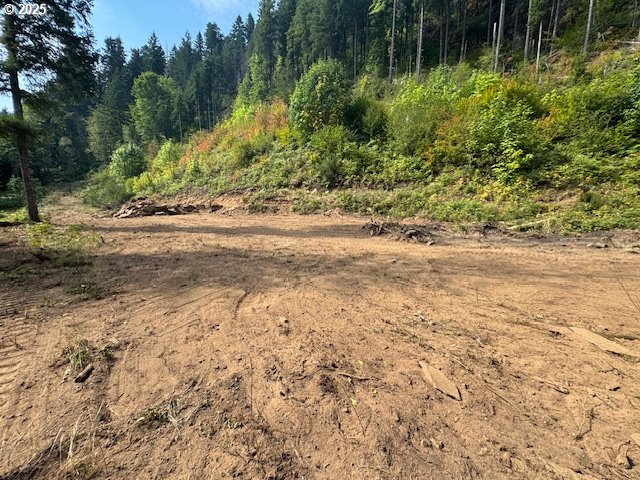 1281 Szydlo Road Carson, WA 98610 - Photo 14 of 18 a view of a yard with plants and large trees