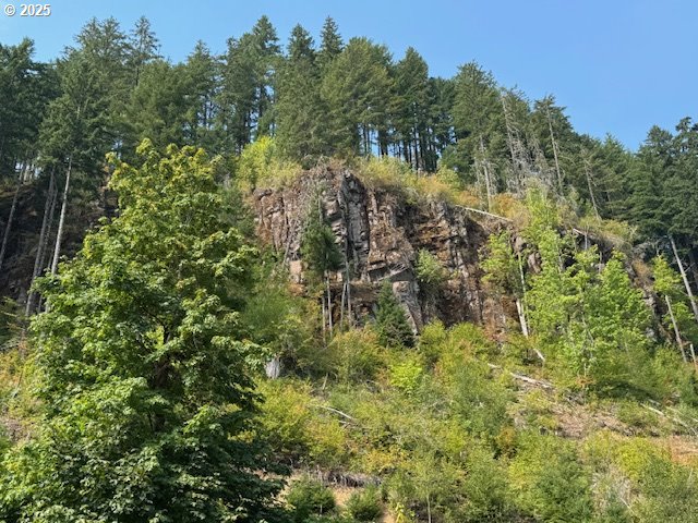 1281 Szydlo Road Carson, WA 98610 - Photo 16 of 18 a view of a lush green forest with large trees