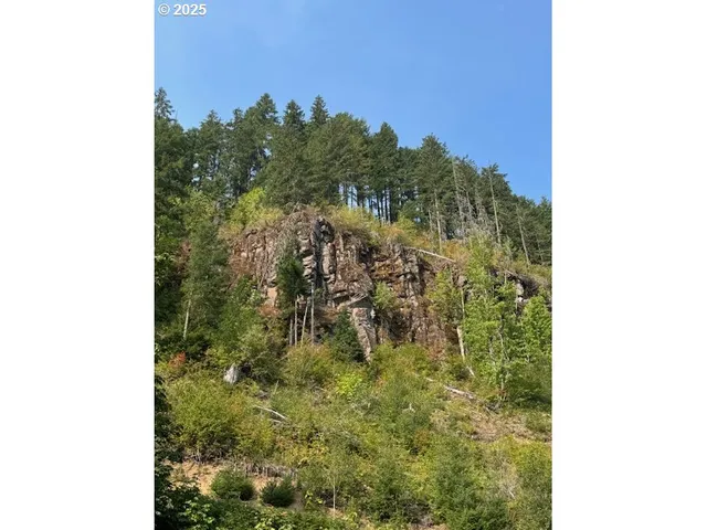 a view of a forest with a tree