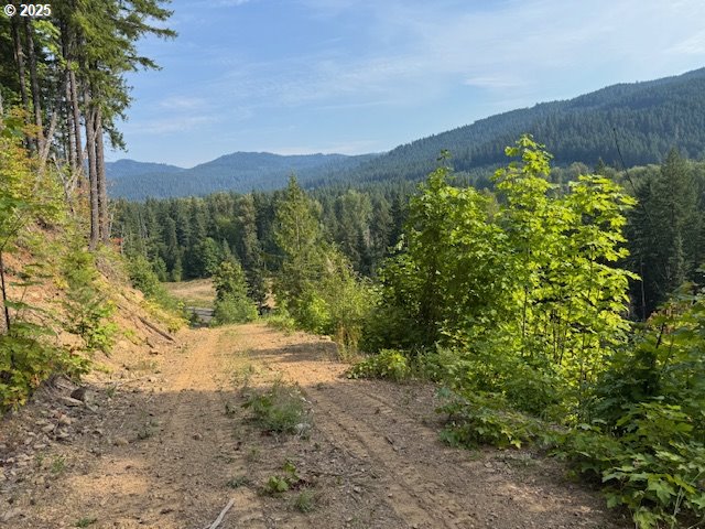 1281 Szydlo Road Carson, WA 98610 - Photo 5 of 18 a view of a yard with a tree