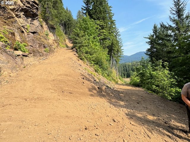 1281 Szydlo Road Carson, WA 98610 - Photo 6 of 18 a view of a yard with plants and large trees