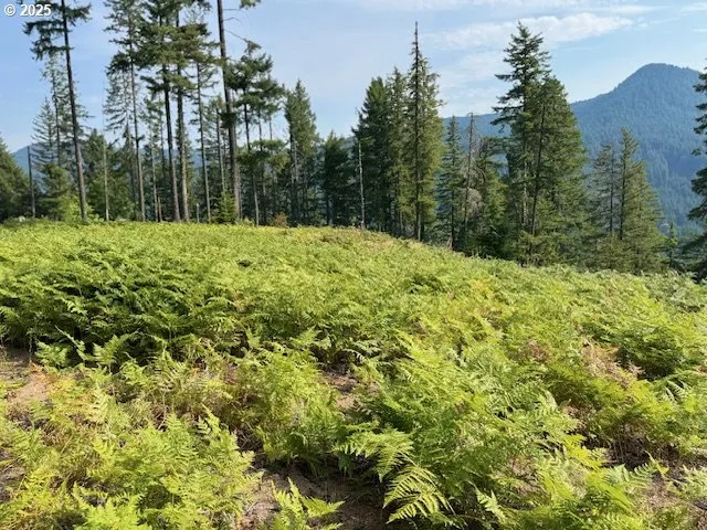a view of outdoor space and trees
