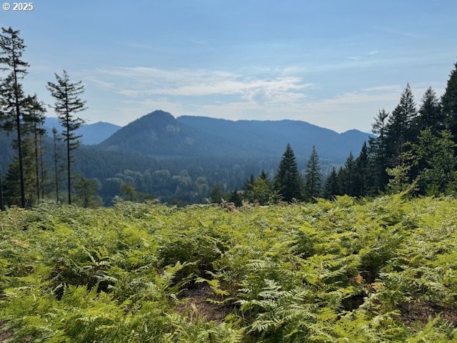 1281 Szydlo Road Carson, WA 98610 - Photo 10 of 18 a view of a garden with mountains in the background