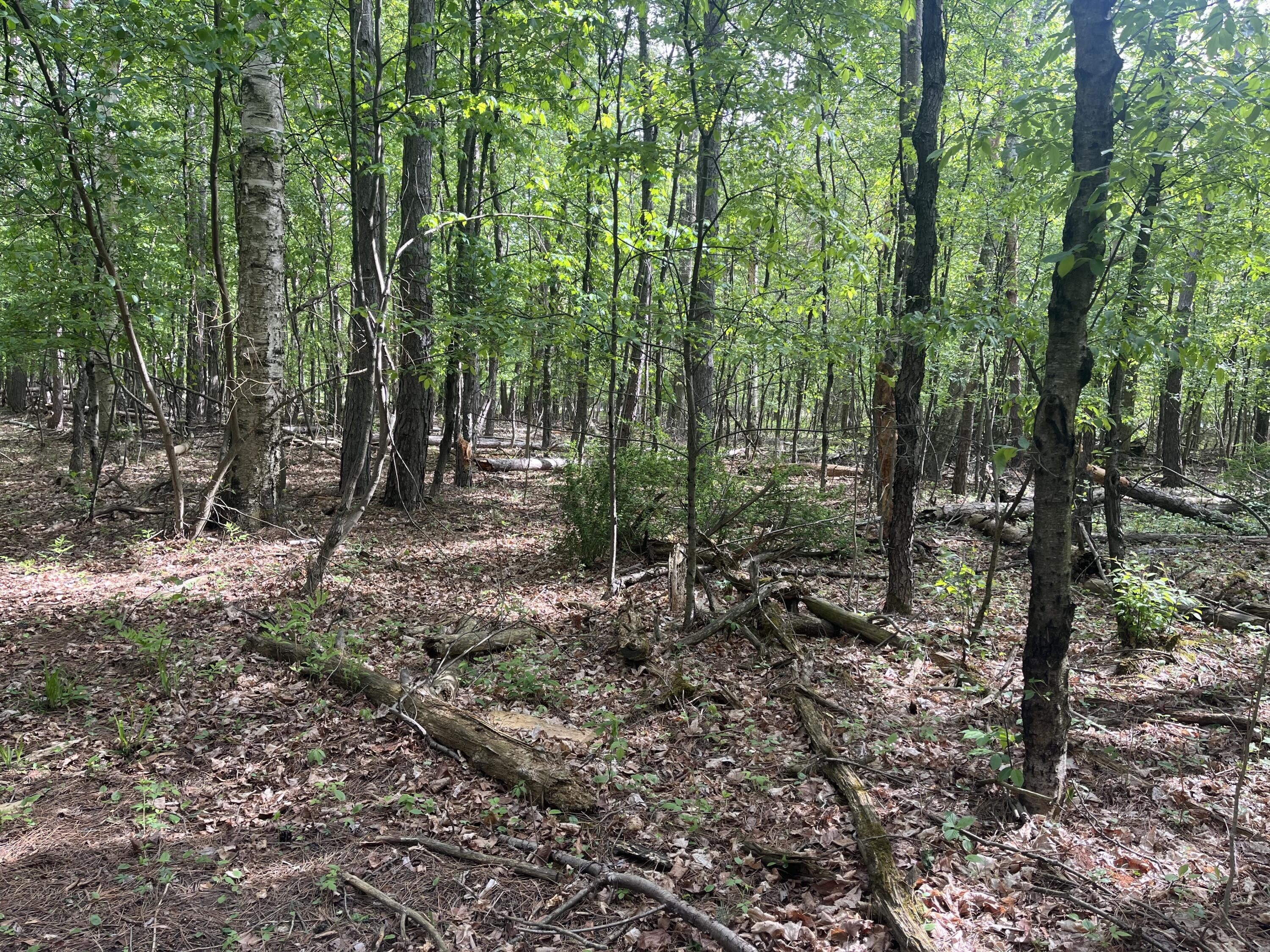 Mortimer Line Road Croswell, MI 48422 - Photo 11 of 15 image0 (4)