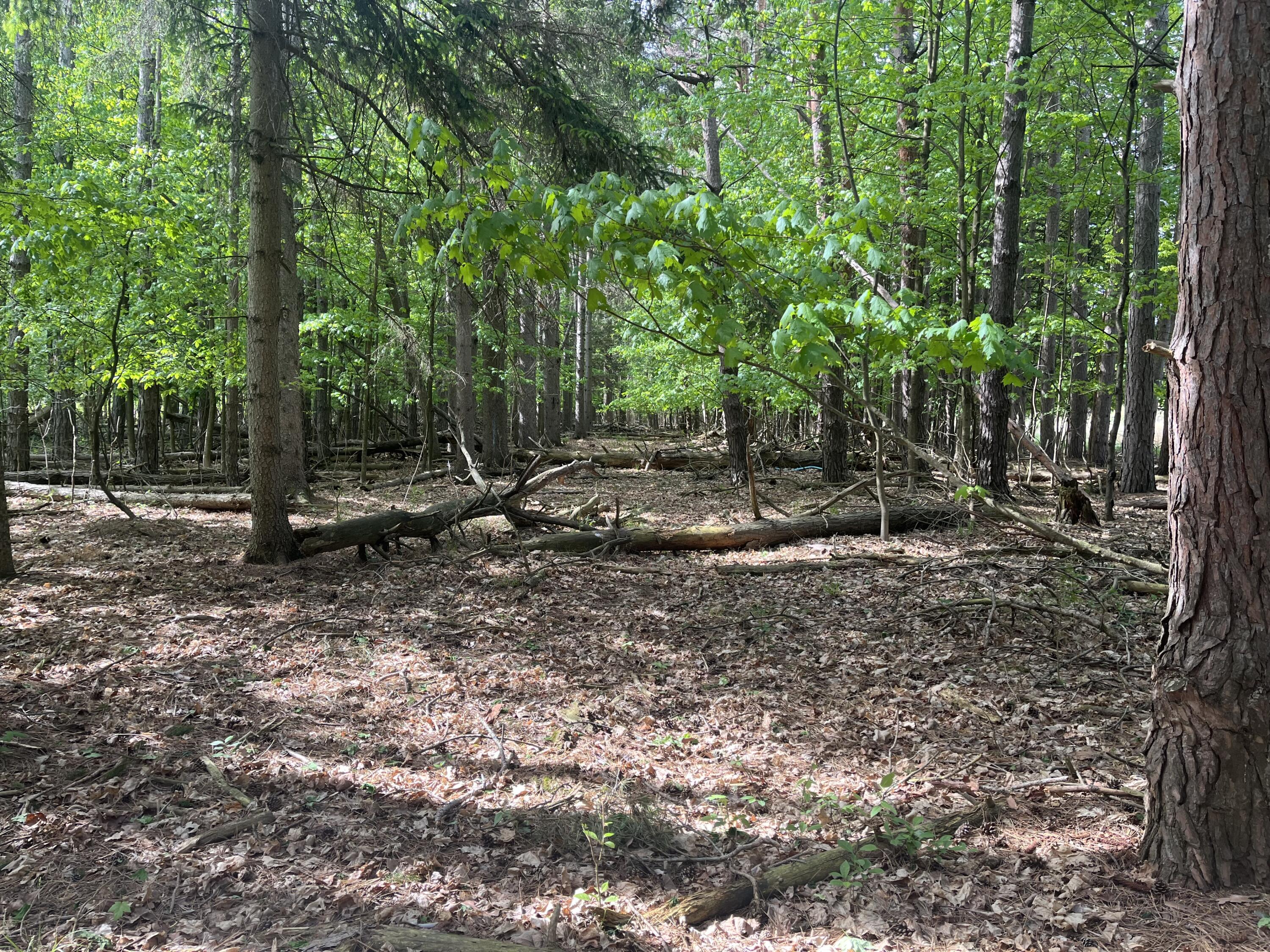 Mortimer Line Road Croswell, MI 48422 - Photo 14 of 15 image1 (2)