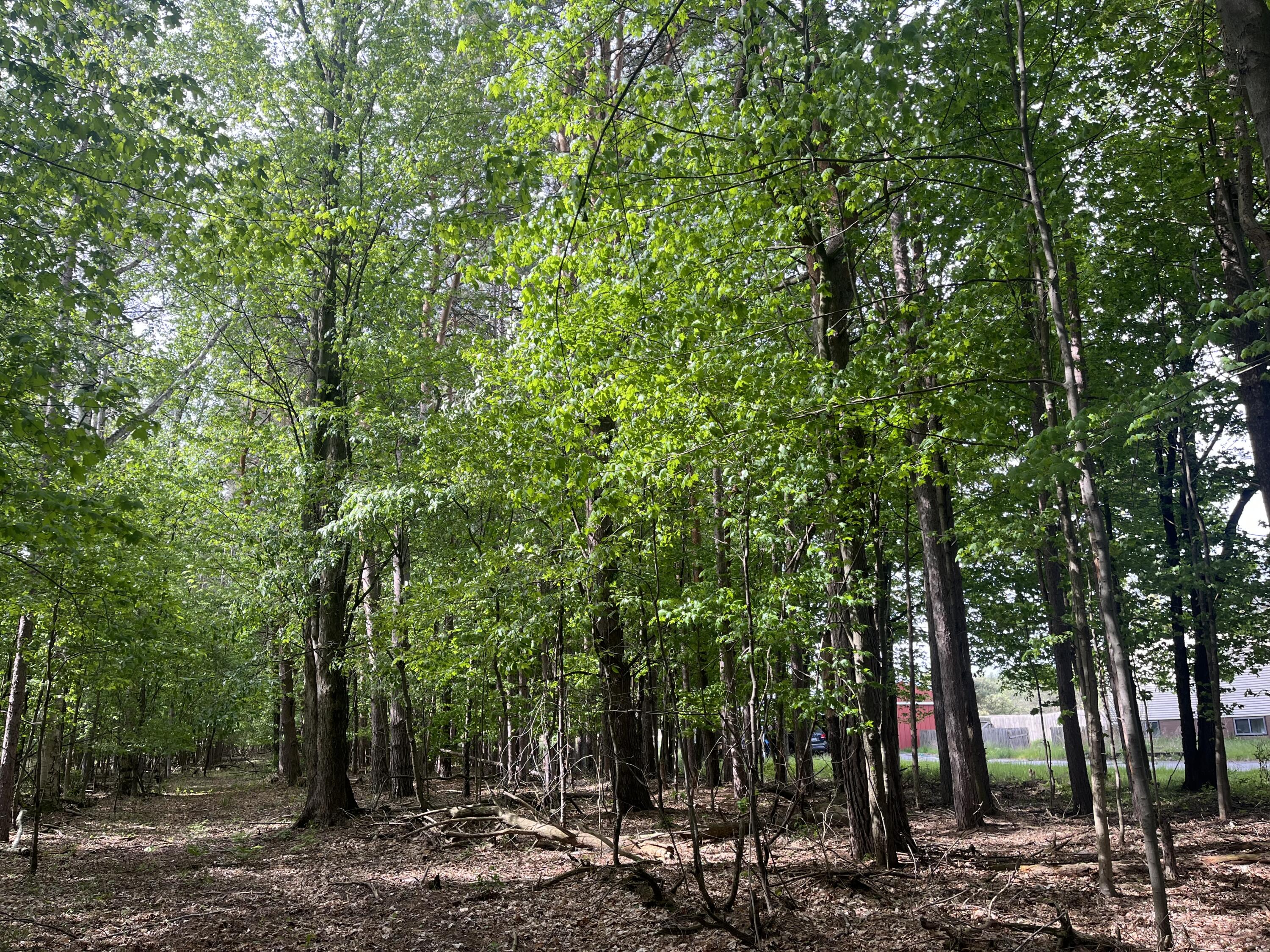 Mortimer Line Road Croswell, MI 48422 - Photo 4 of 15 image0 (6)