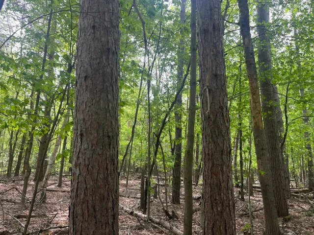 $56,900 | Mortimer Line Road, Croswell, MI 48422