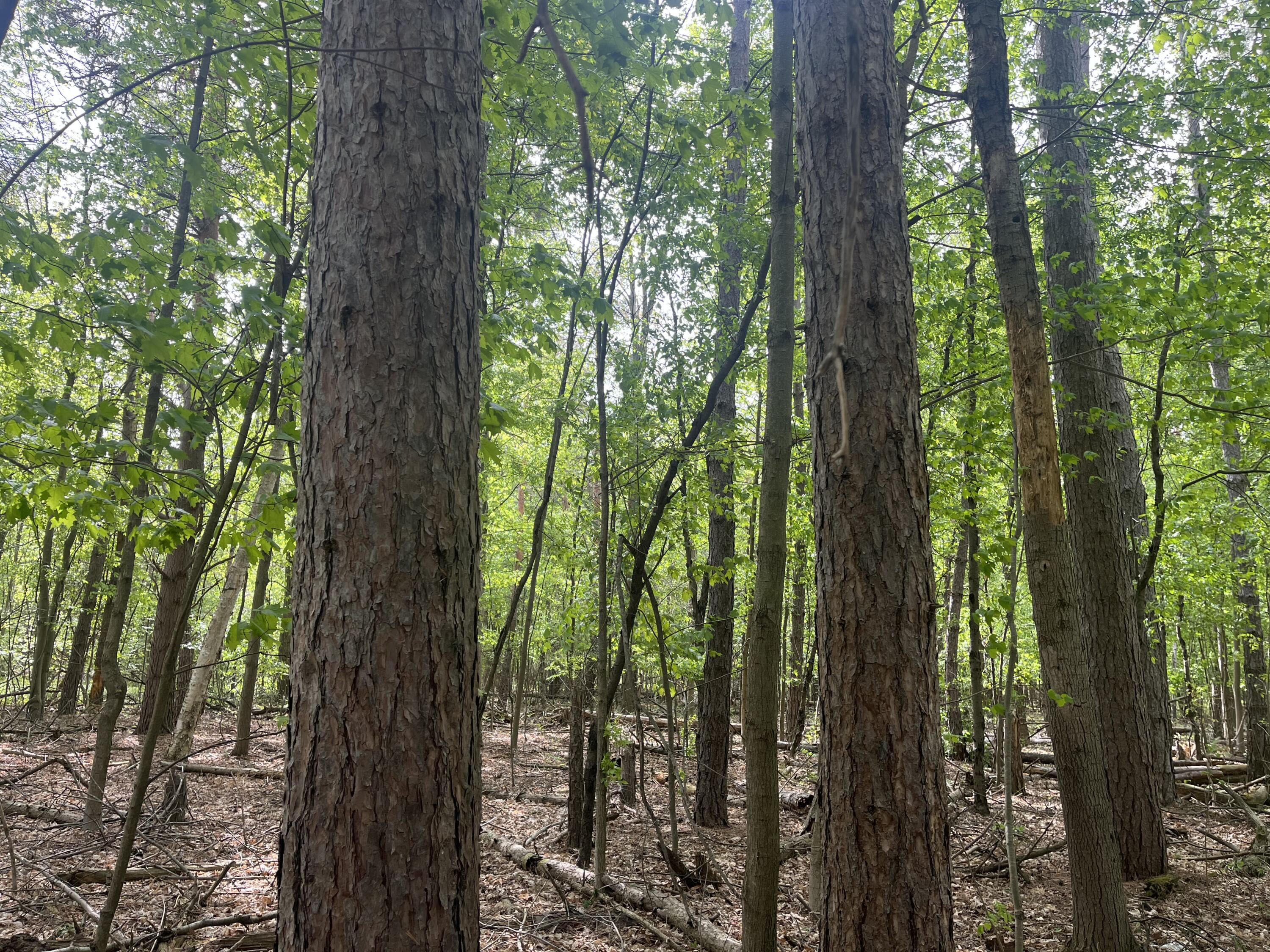 Mortimer Line Road Croswell, MI 48422 - Photo 5 of 15 image1 (7)