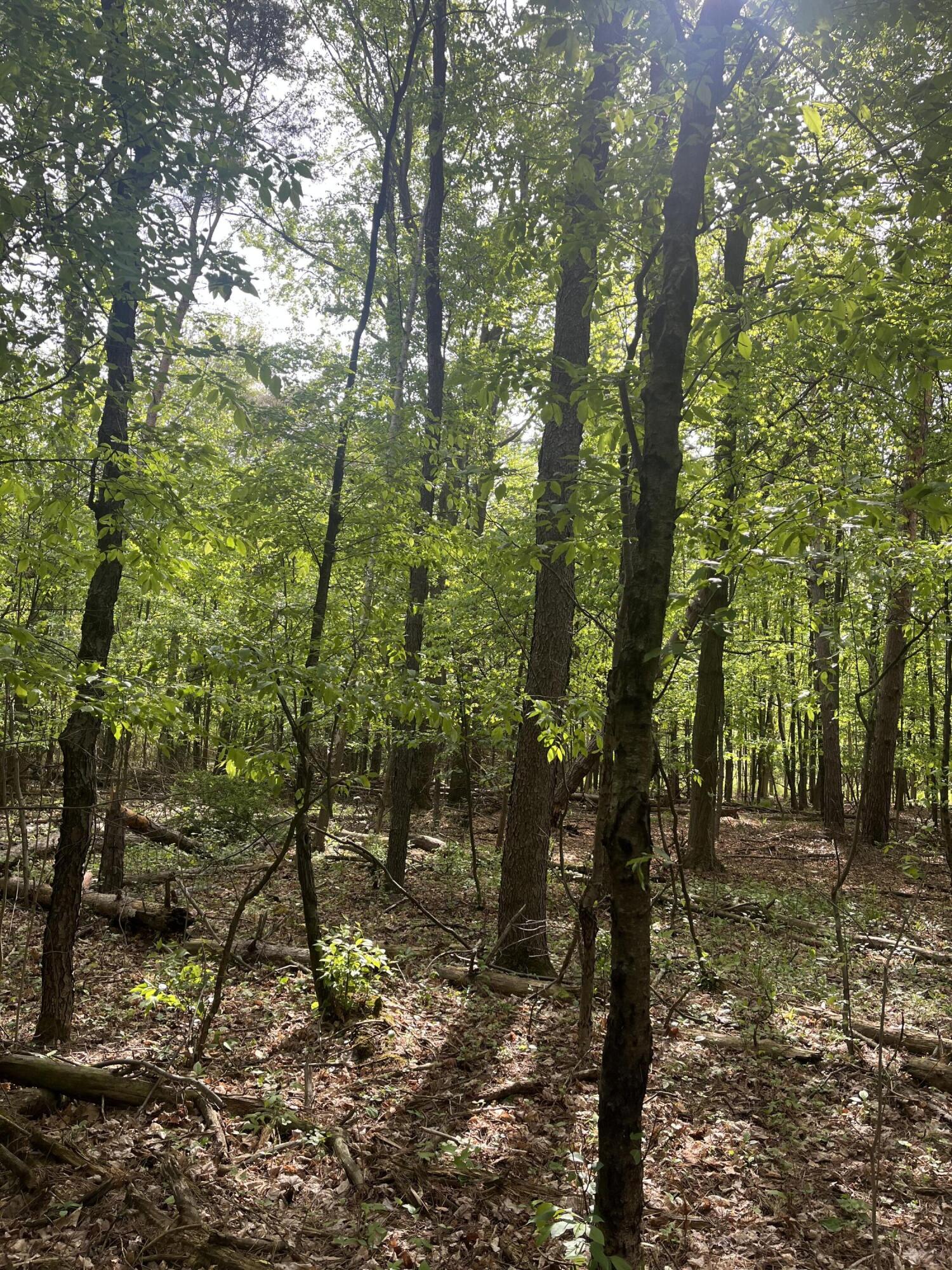 Mortimer Line Road Croswell, MI 48422 - Photo 8 of 15 image1 (5)