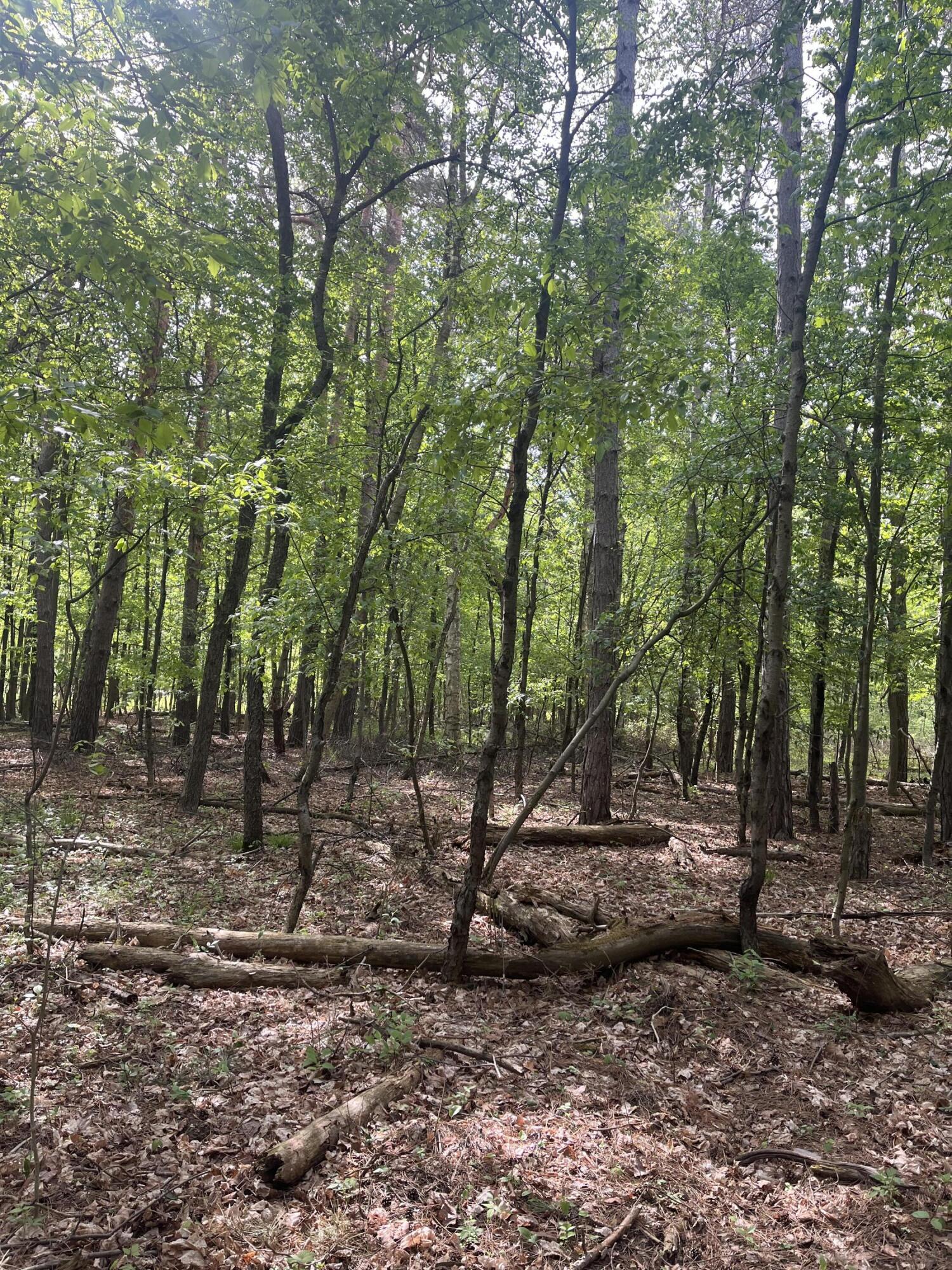 Mortimer Line Road Croswell, MI 48422 - Photo 9 of 15 image0 (5)