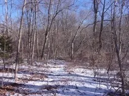 a view of water covered with trees