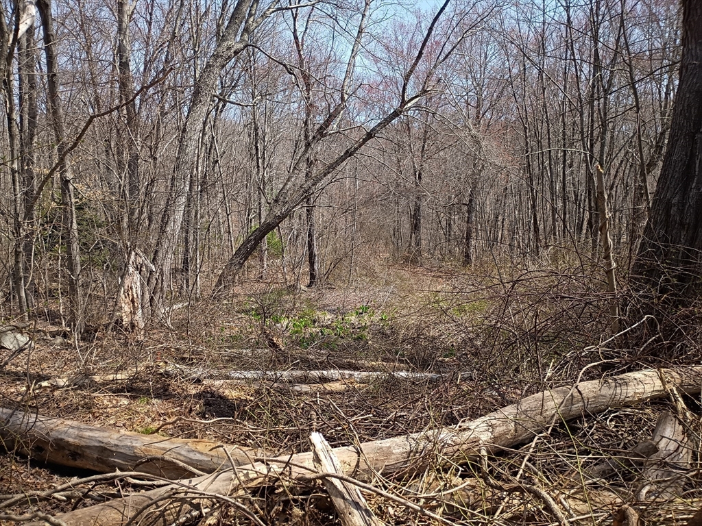 90 Chestnut Hill Road Millville, MA 01529 - Photo 2 of 3 a view of covered with green space