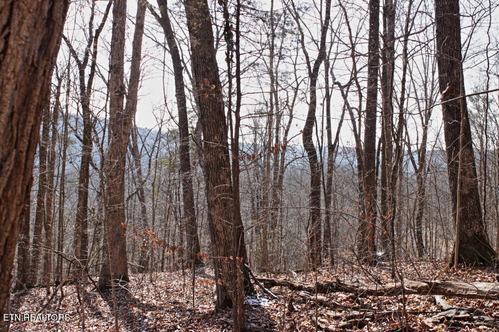 Cheynne Drive Jamestown, TN 38556 - Photo 6 of 9 IMG_0570