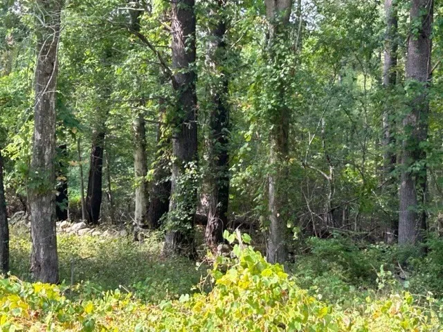 a view of a yard with a tree