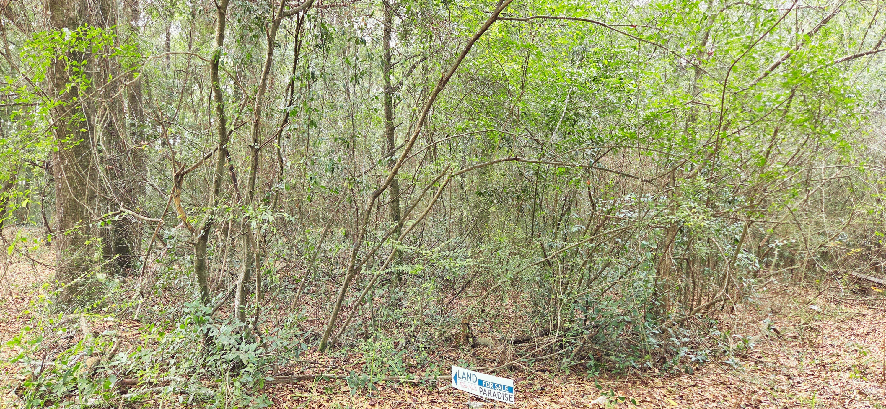 a close up of a plant