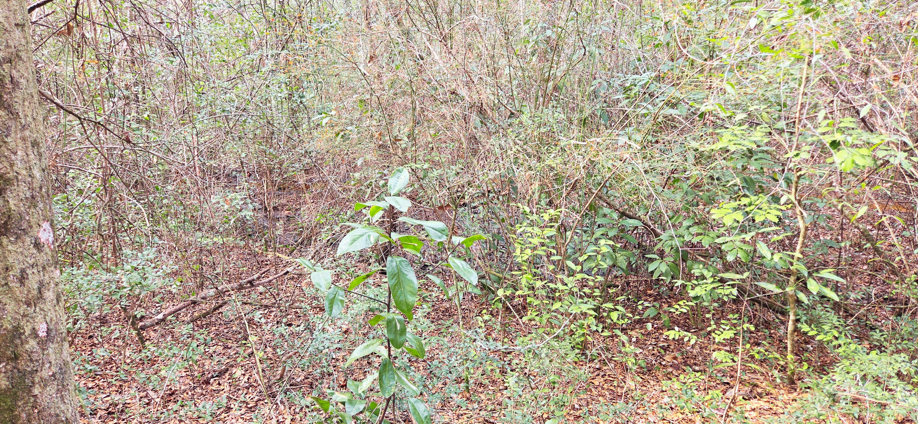 0 East 2nd Avenue Crestview, FL 32539 - Photo 11 of 23