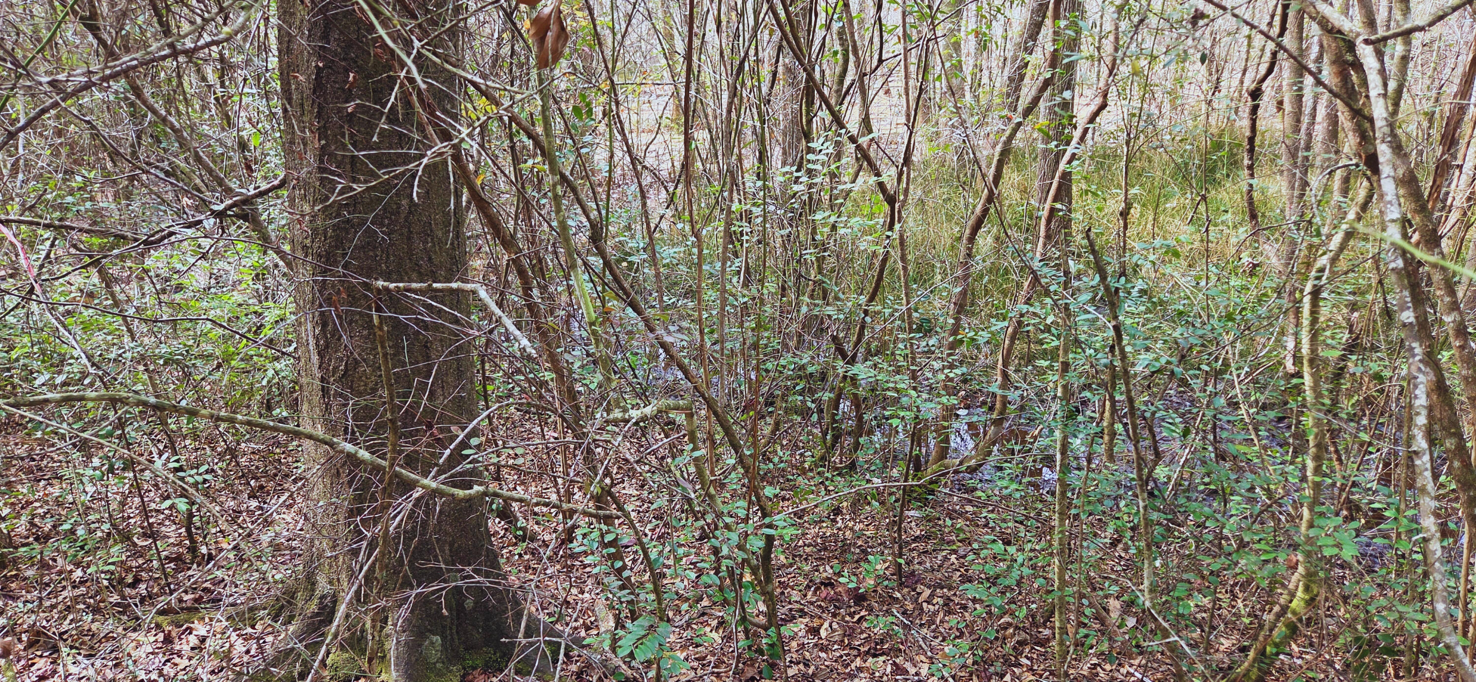 0 East 2nd Avenue Crestview, FL 32539 - Photo 12 of 23 a backyard of a house with lots of plants and trees