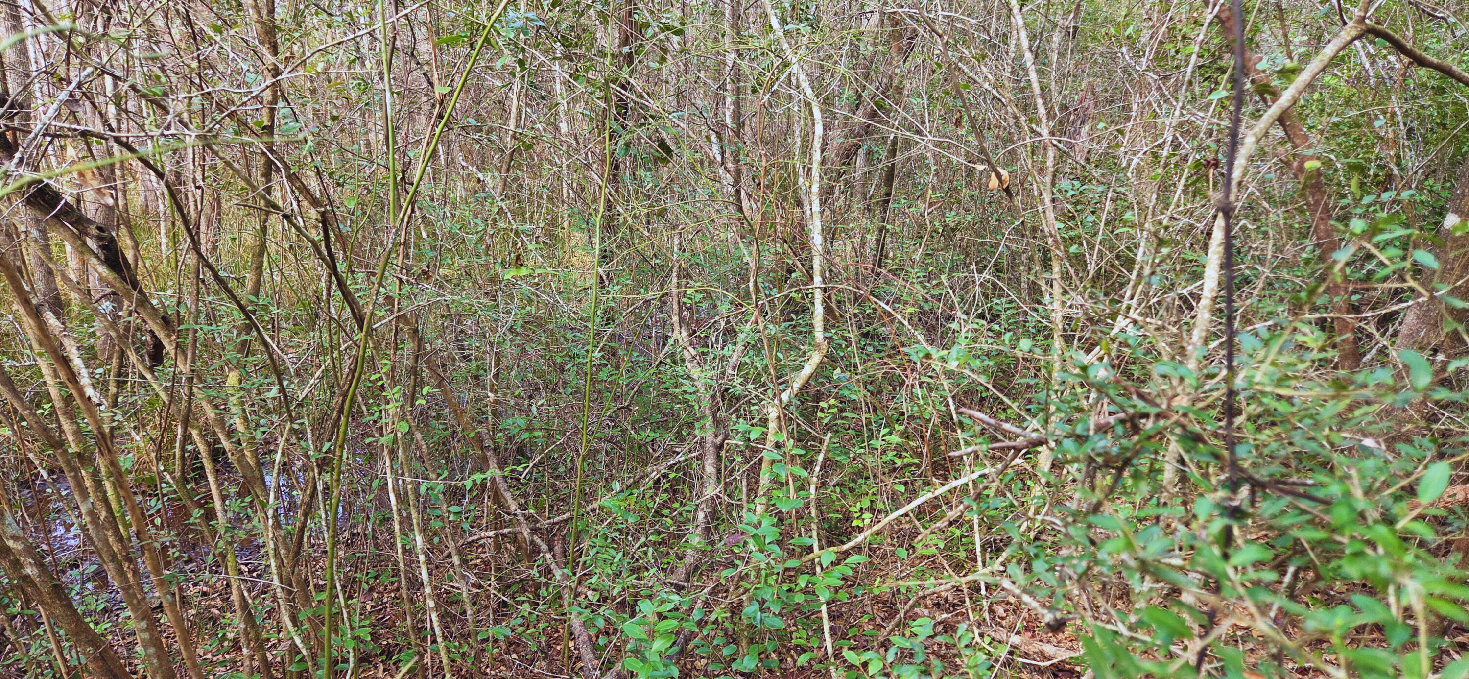 0 East 2nd Avenue Crestview, FL 32539 - Photo 13 of 23 a close up of a plant