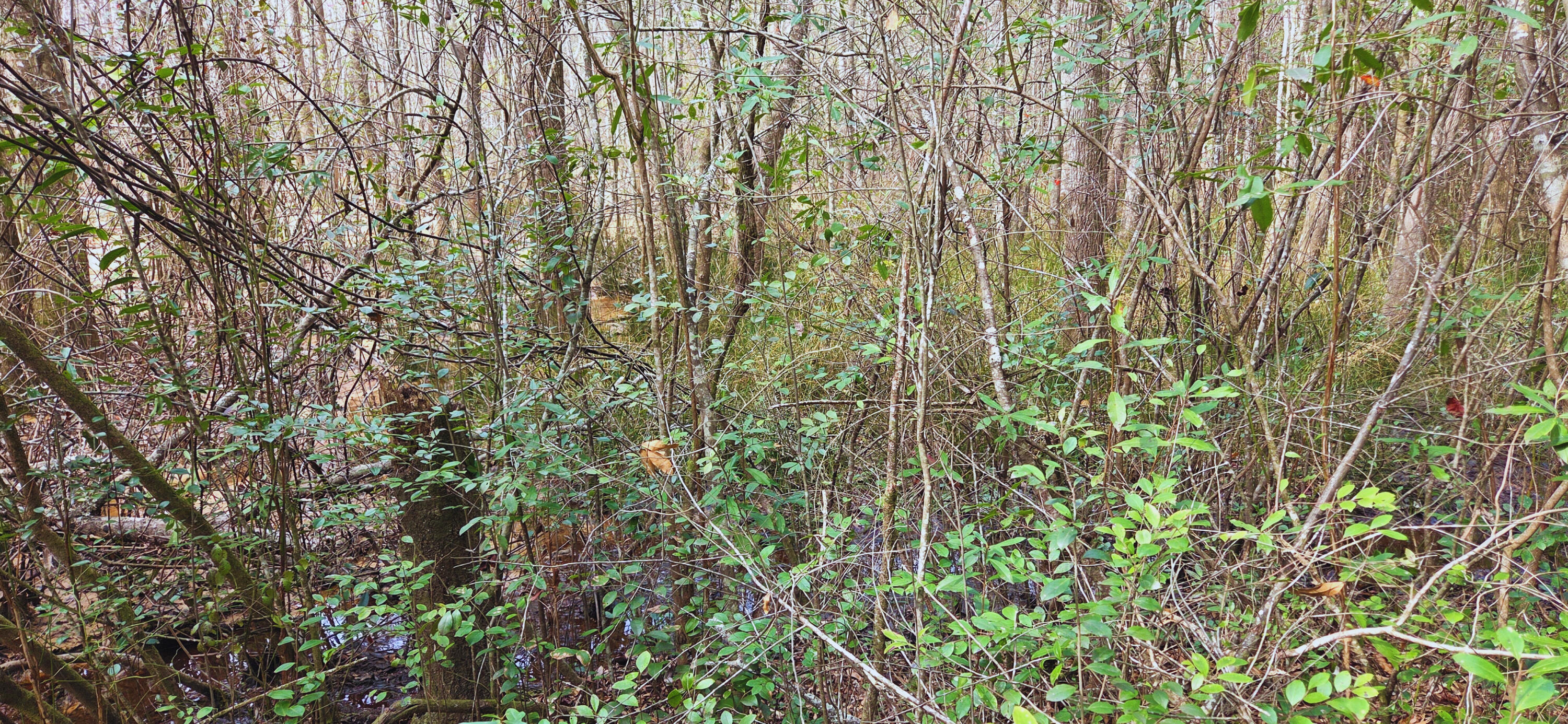 0 East 2nd Avenue Crestview, FL 32539 - Photo 14 of 23 a close up of a plant