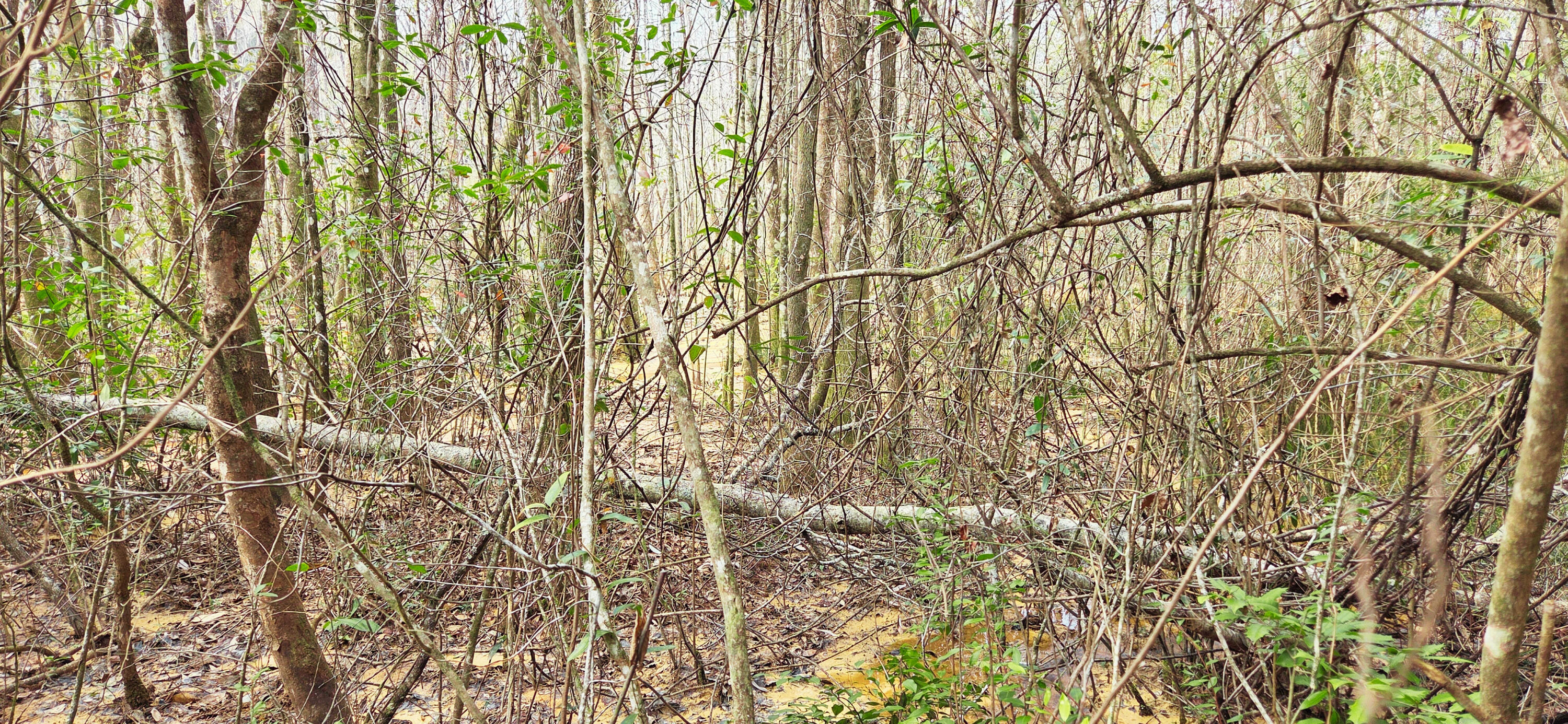 0 East 2nd Avenue Crestview, FL 32539 - Photo 15 of 23 a close up of a shower curtain