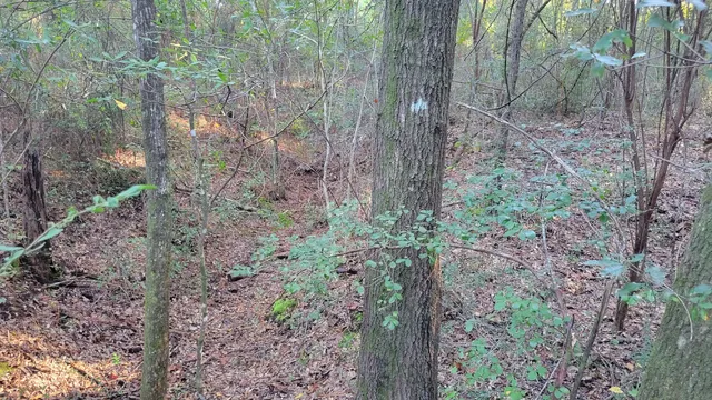 a view of a forest with trees