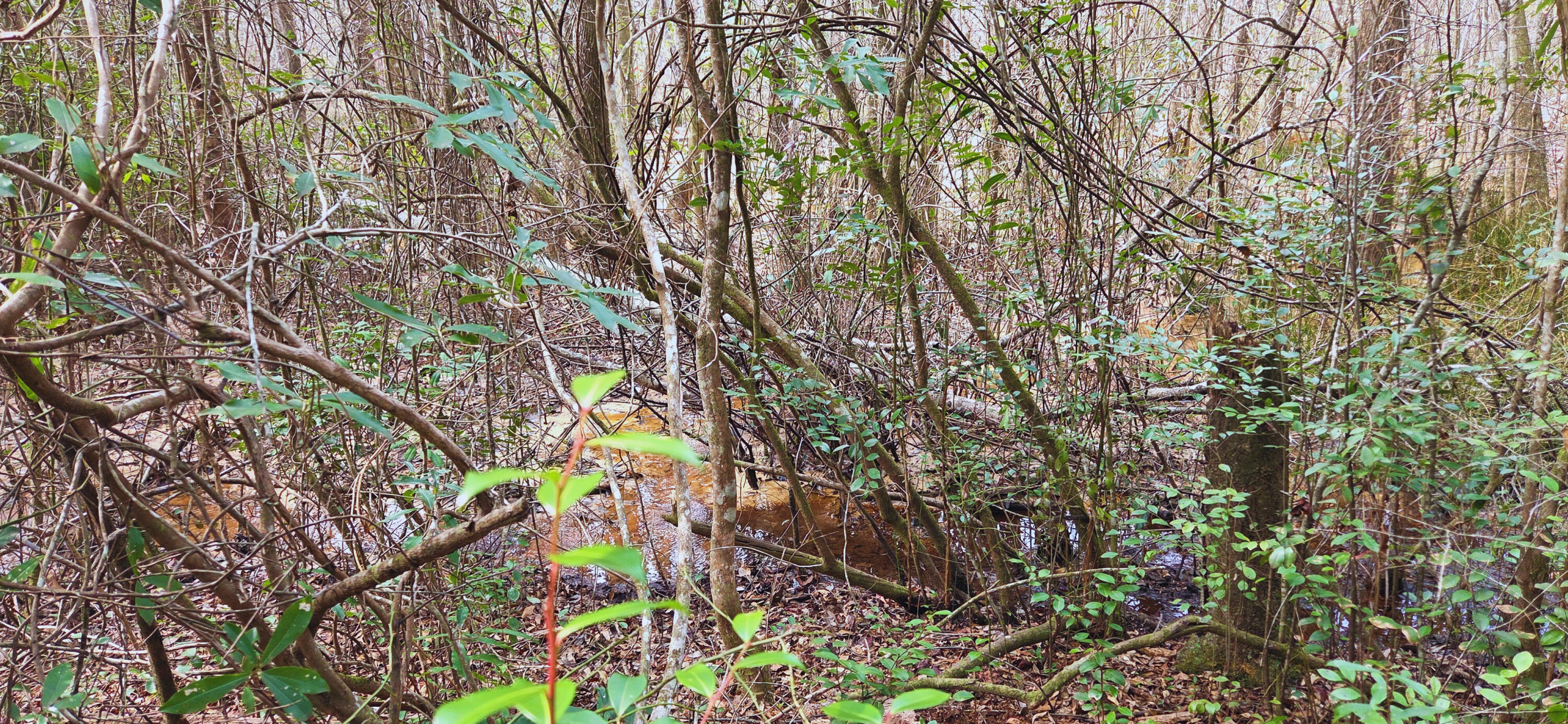 0 East 2nd Avenue Crestview, FL 32539 - Photo 17 of 23 a backyard of a house with lots of green space