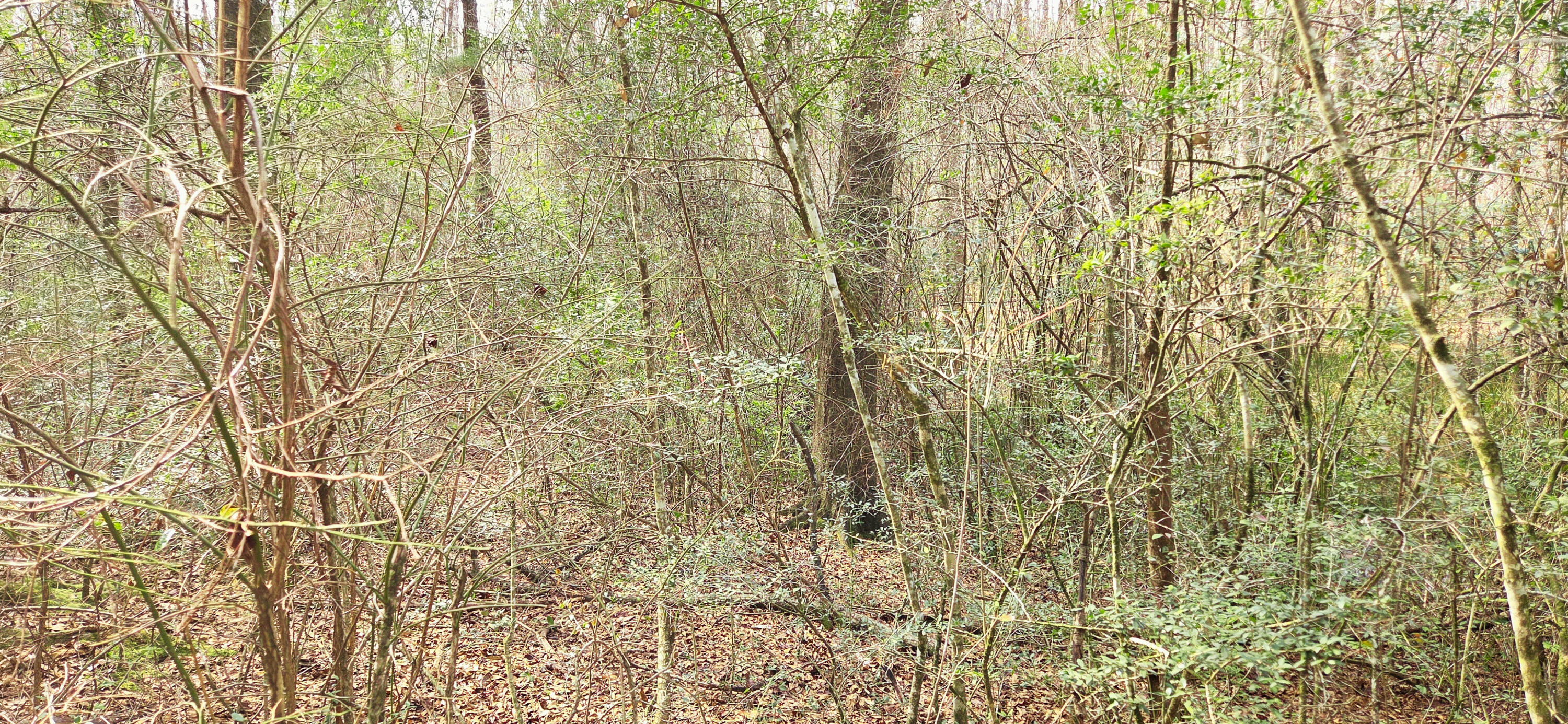 0 East 2nd Avenue Crestview, FL 32539 - Photo 18 of 23 a bathroom with a shower curtain