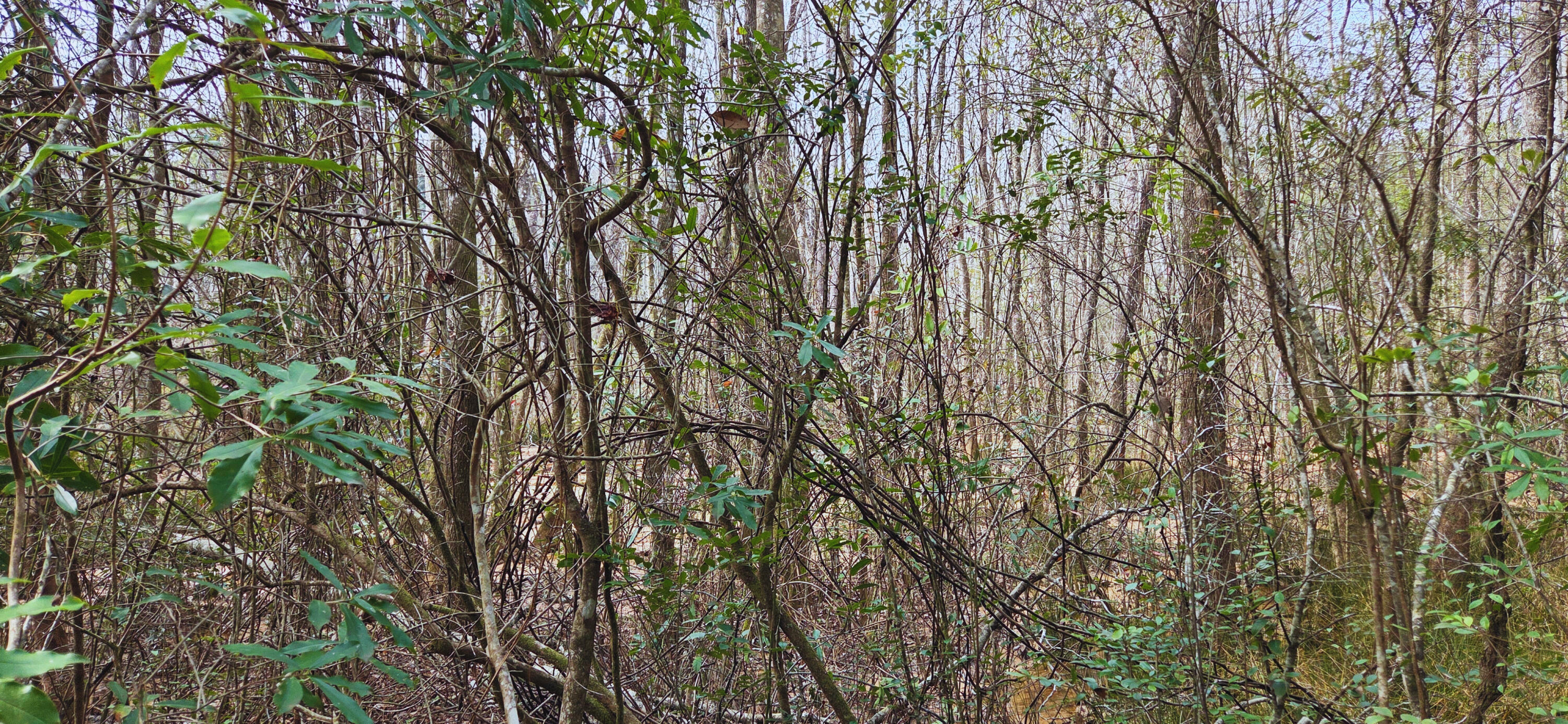 0 East 2nd Avenue Crestview, FL 32539 - Photo 2 of 23 a view of forest