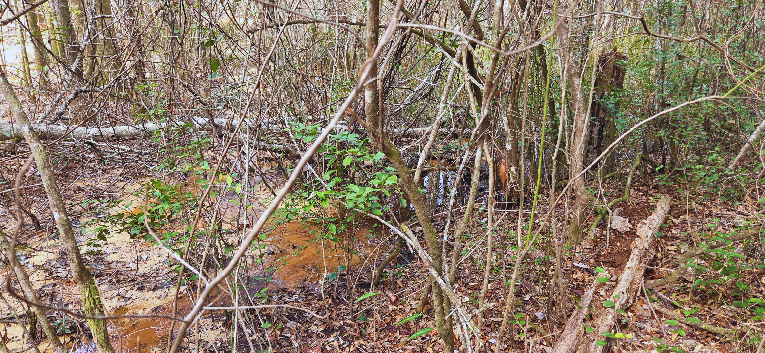 0 East 2nd Avenue Crestview, FL 32539 - Photo 3 of 23 a backyard of a house with lots of green space