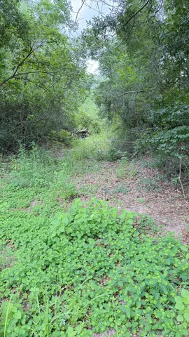a view of a lush green forest