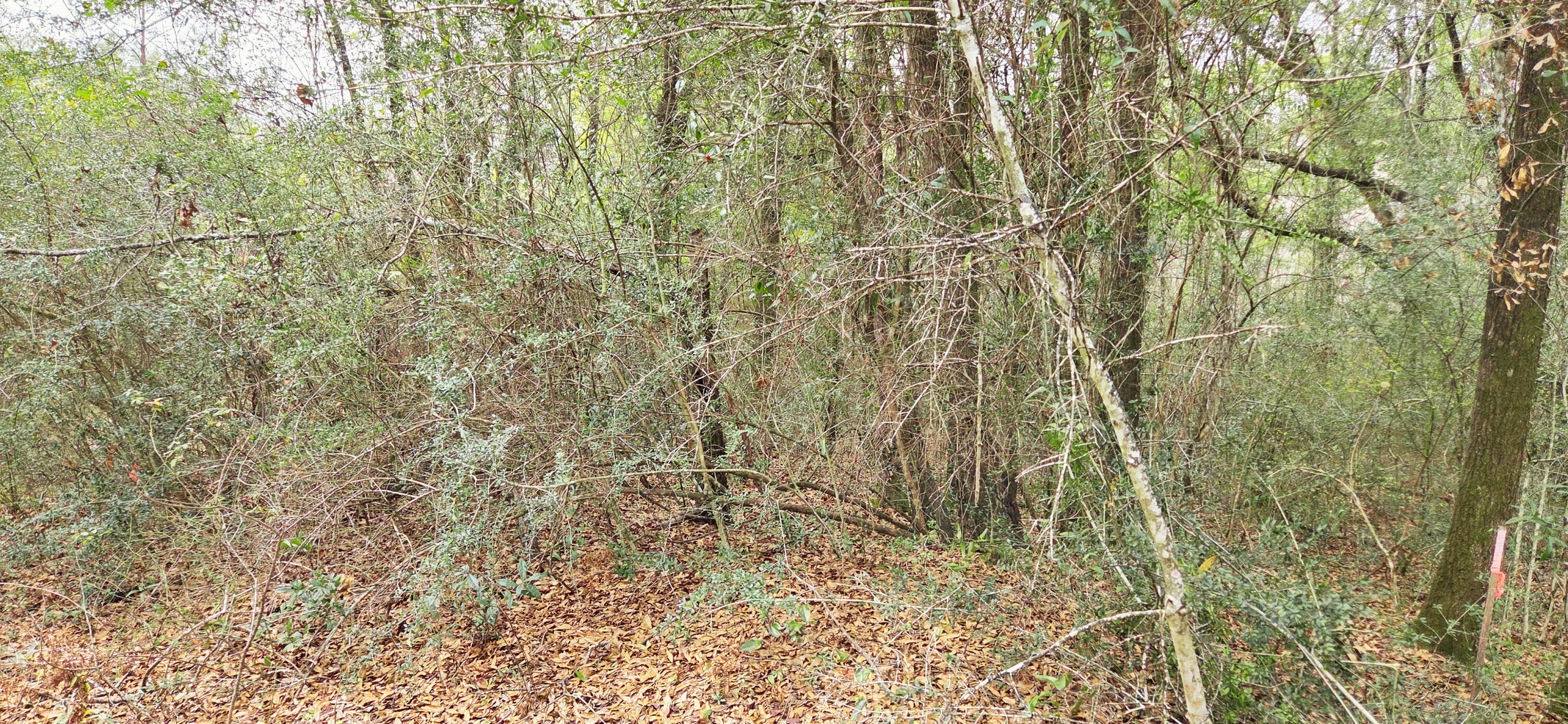 0 East 2nd Avenue Crestview, FL 32539 - Photo 6 of 23 a bathroom with a shower