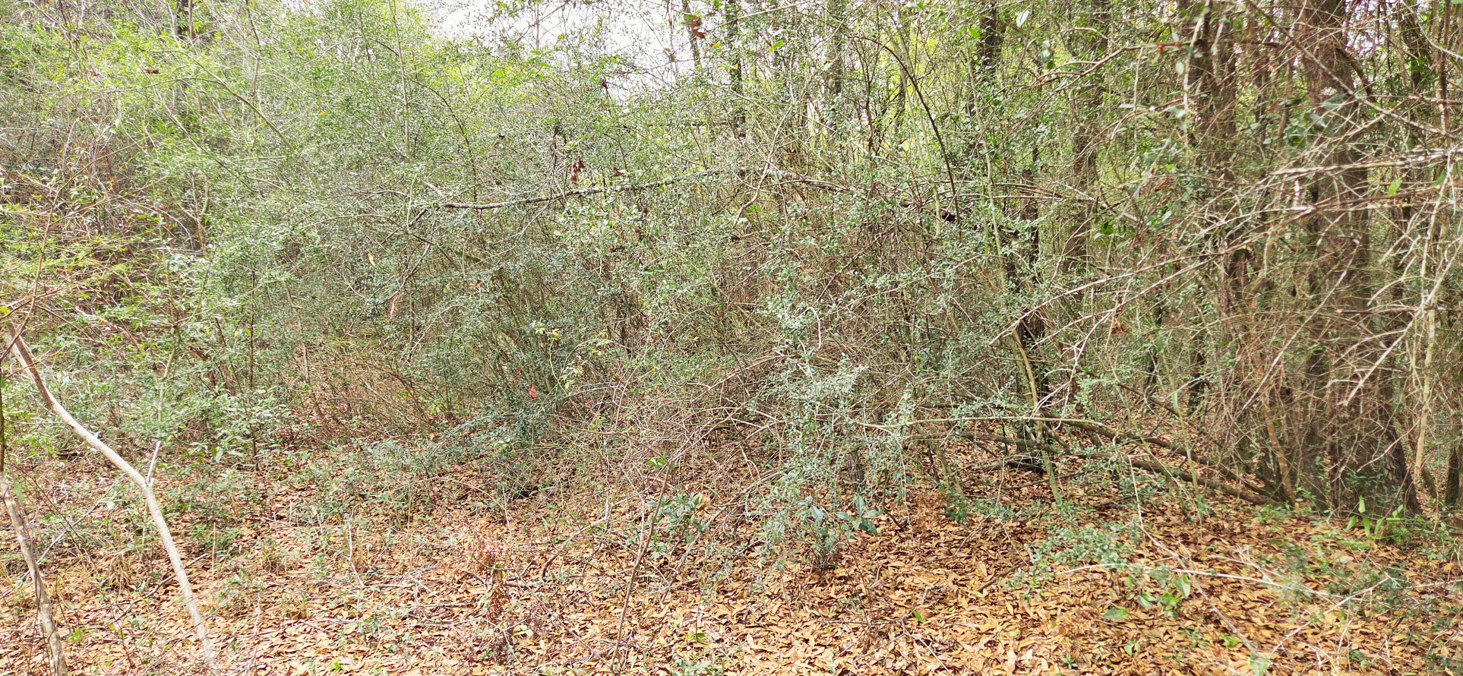 0 East 2nd Avenue Crestview, FL 32539 - Photo 7 of 23