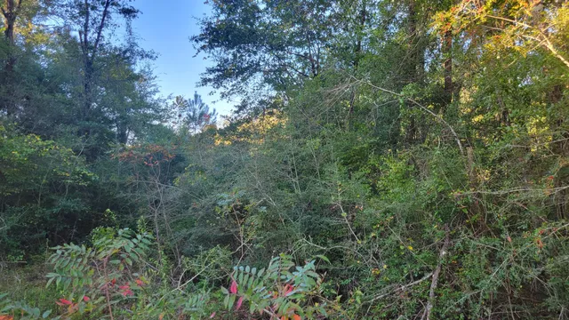 a view of a lush green forest with lots of trees