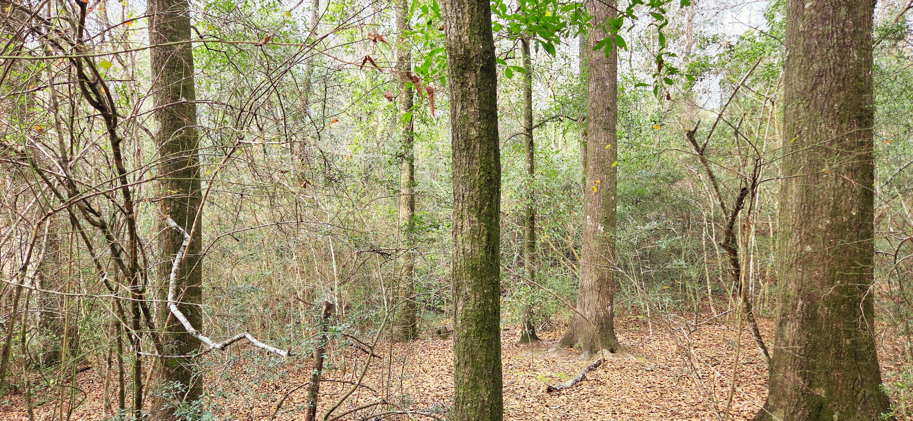 0 East 2nd Avenue Crestview, FL 32539 - Photo 8 of 23