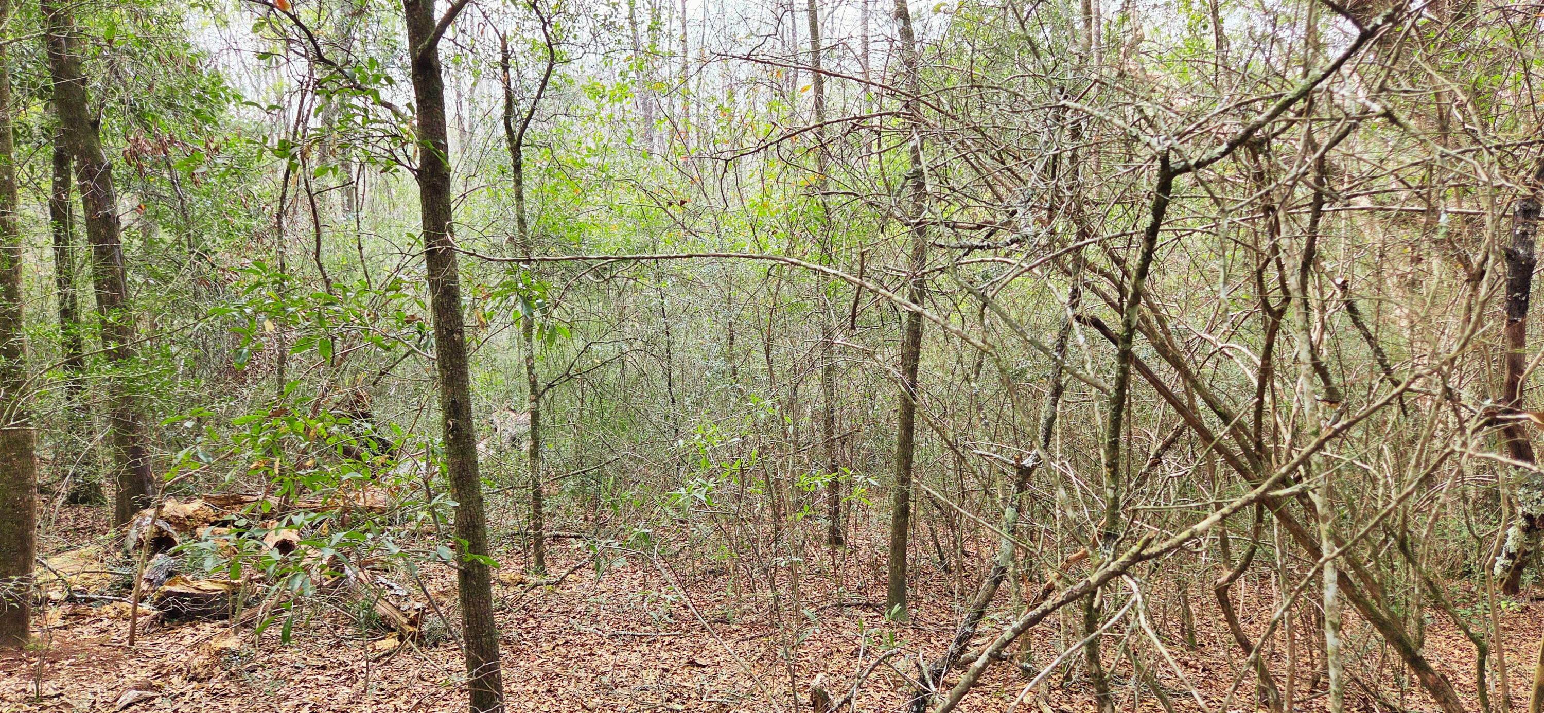 0 East 2nd Avenue Crestview, FL 32539 - Photo 9 of 23 a backyard of a house with lots of trees