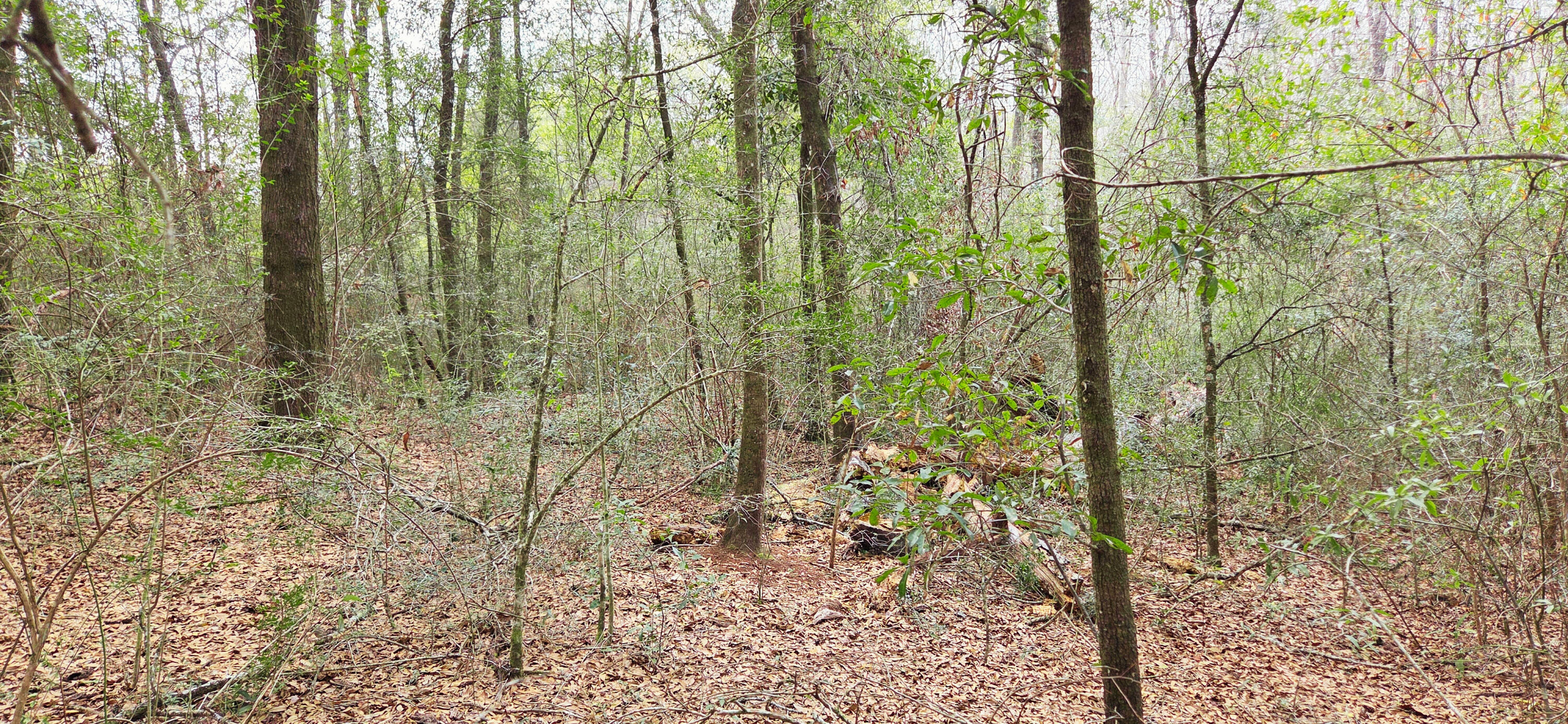 0 East 2nd Avenue Crestview, FL 32539 - Photo 10 of 23