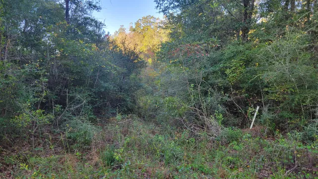 a view of a forest with trees