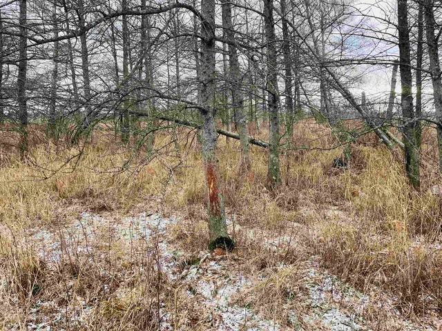 $60,000 | Hallman Road, Berlin, WI 54923