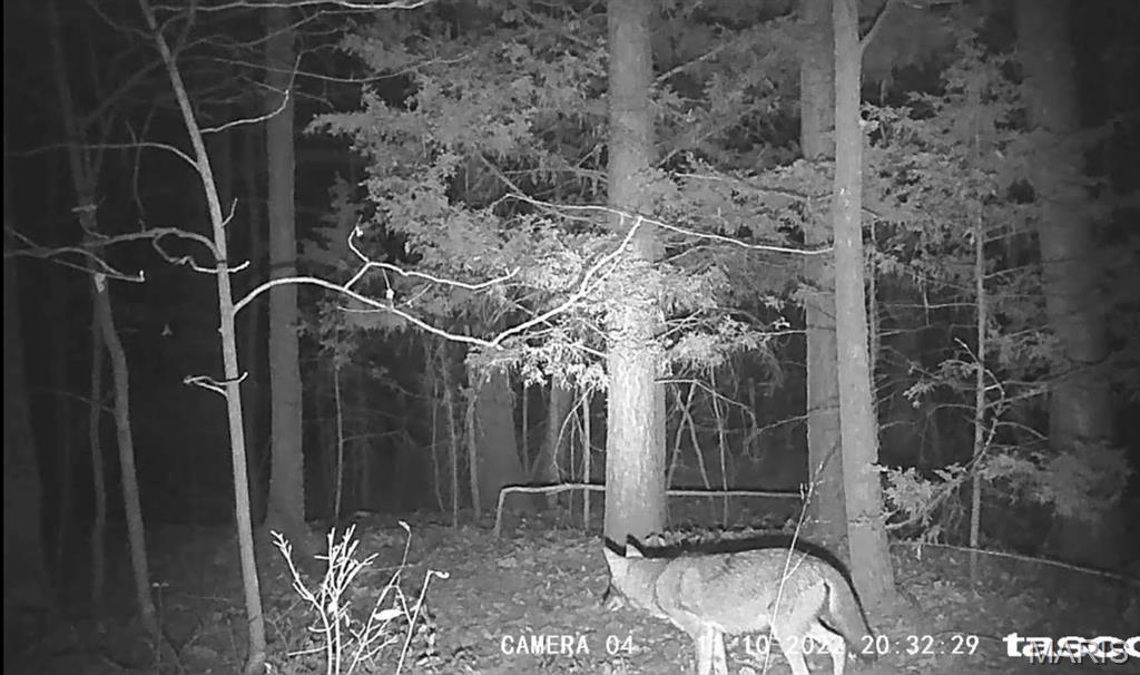 161 Cobblestone Road Steelville, MO 65565 - Photo 44 of 45