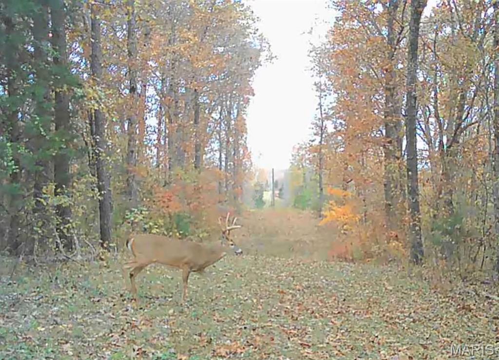 161 Cobblestone Road Steelville, MO 65565 - Photo 45 of 45