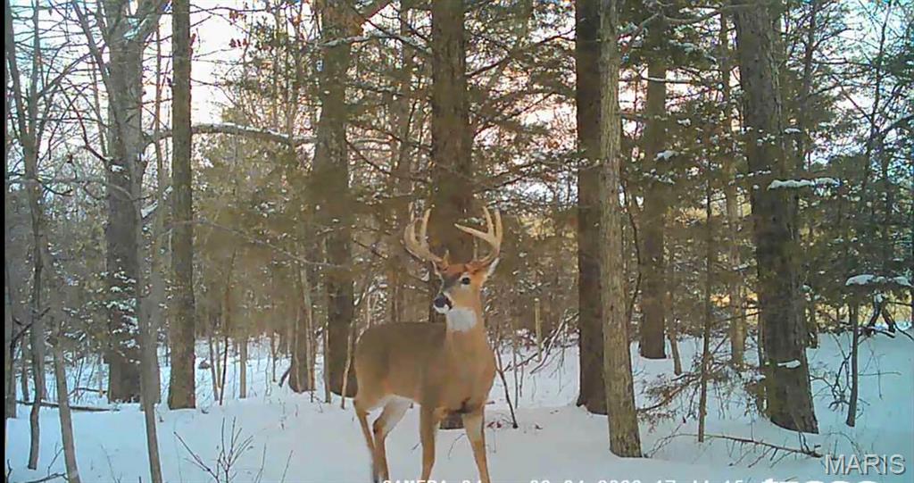 161 Cobblestone Road Steelville, MO 65565 - Photo 7 of 45