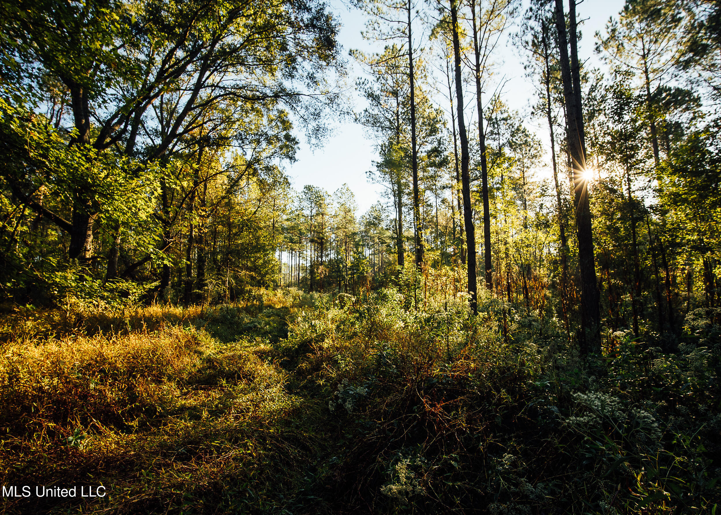 11657 Vaughan Road Vaughan, MS 39179 - Photo 60 of 110 595 Yazoo Pics-60