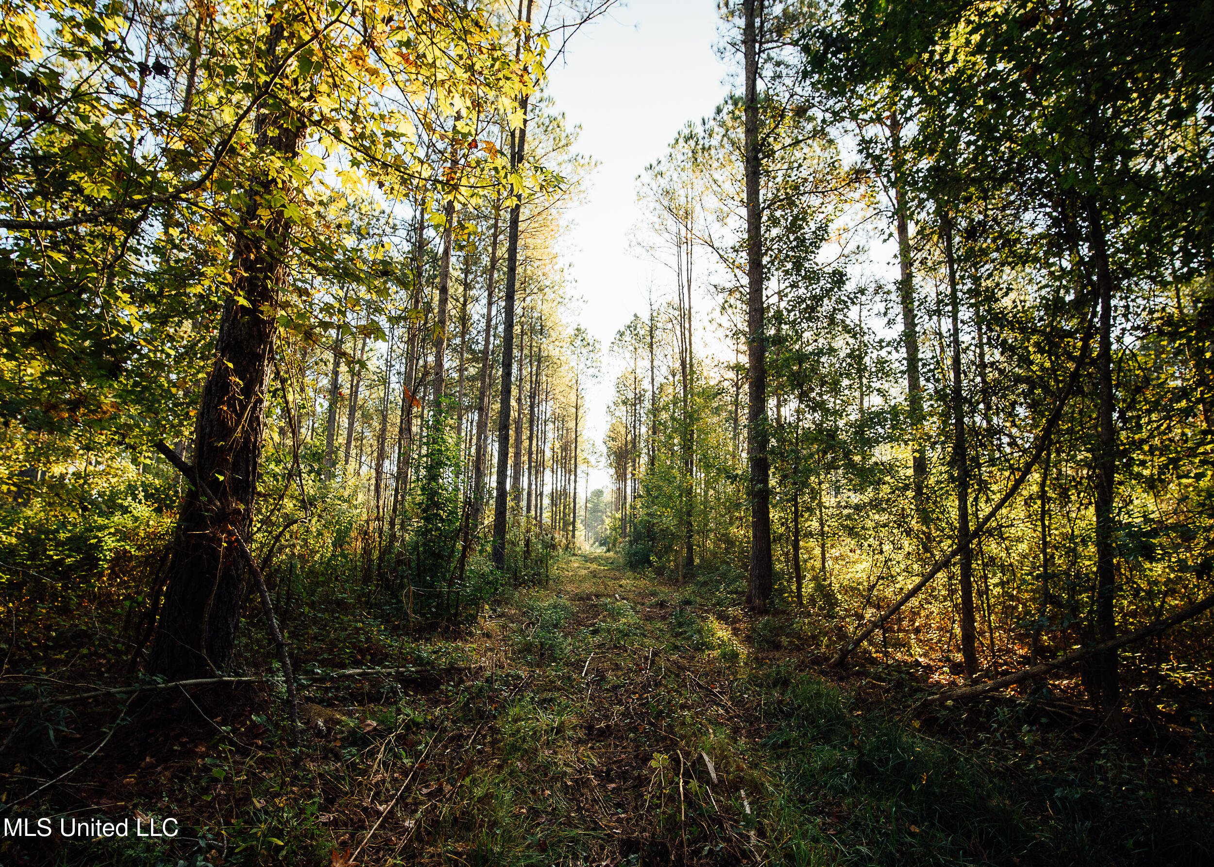11657 Vaughan Road Vaughan, MS 39179 - Photo 61 of 110 595 Yazoo Pics-61