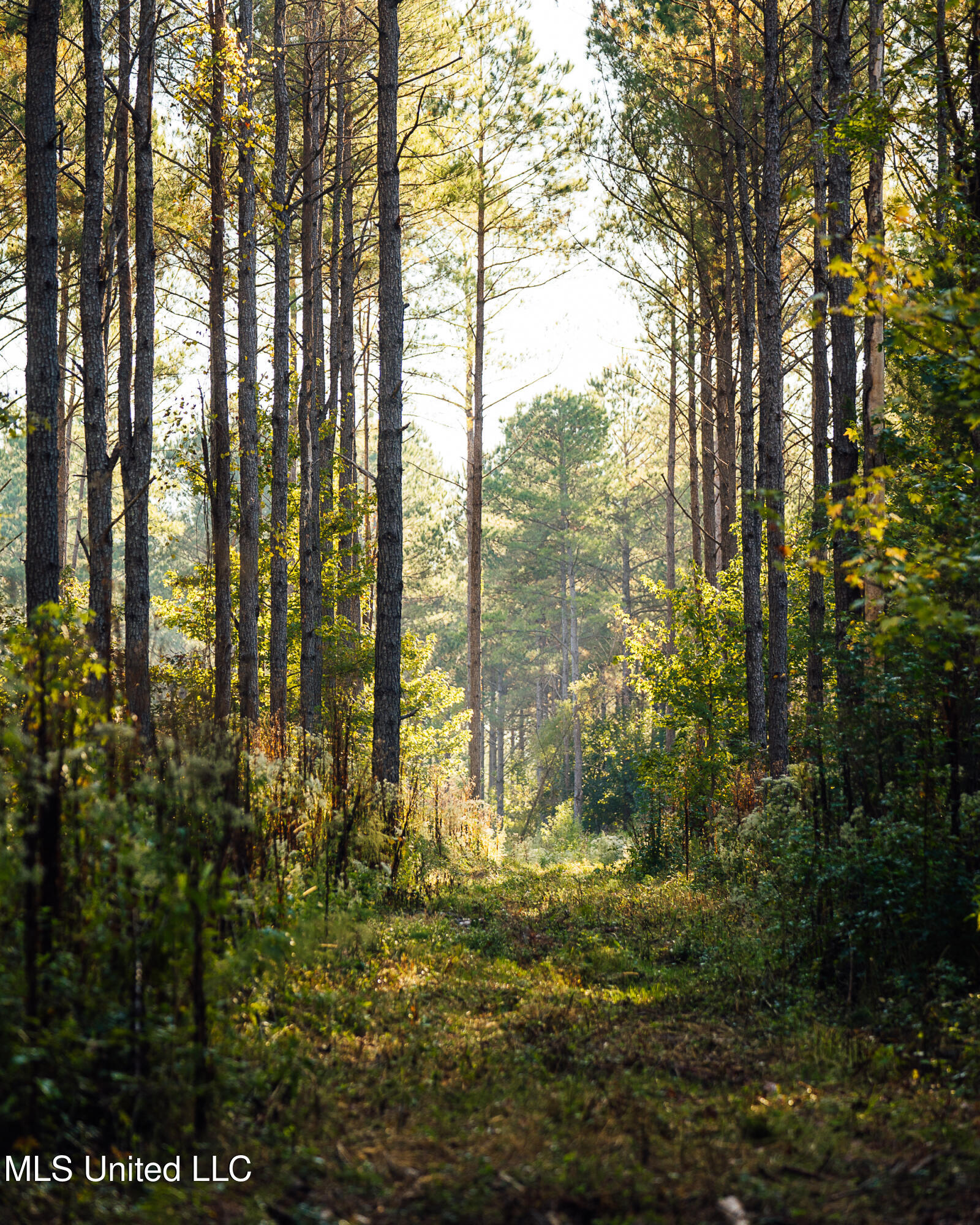 11657 Vaughan Road Vaughan, MS 39179 - Photo 62 of 110 595 Yazoo Pics-62