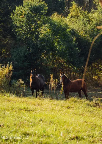 $4,995,000 | 11657 Vaughan Road, Vaughan, MS 39179