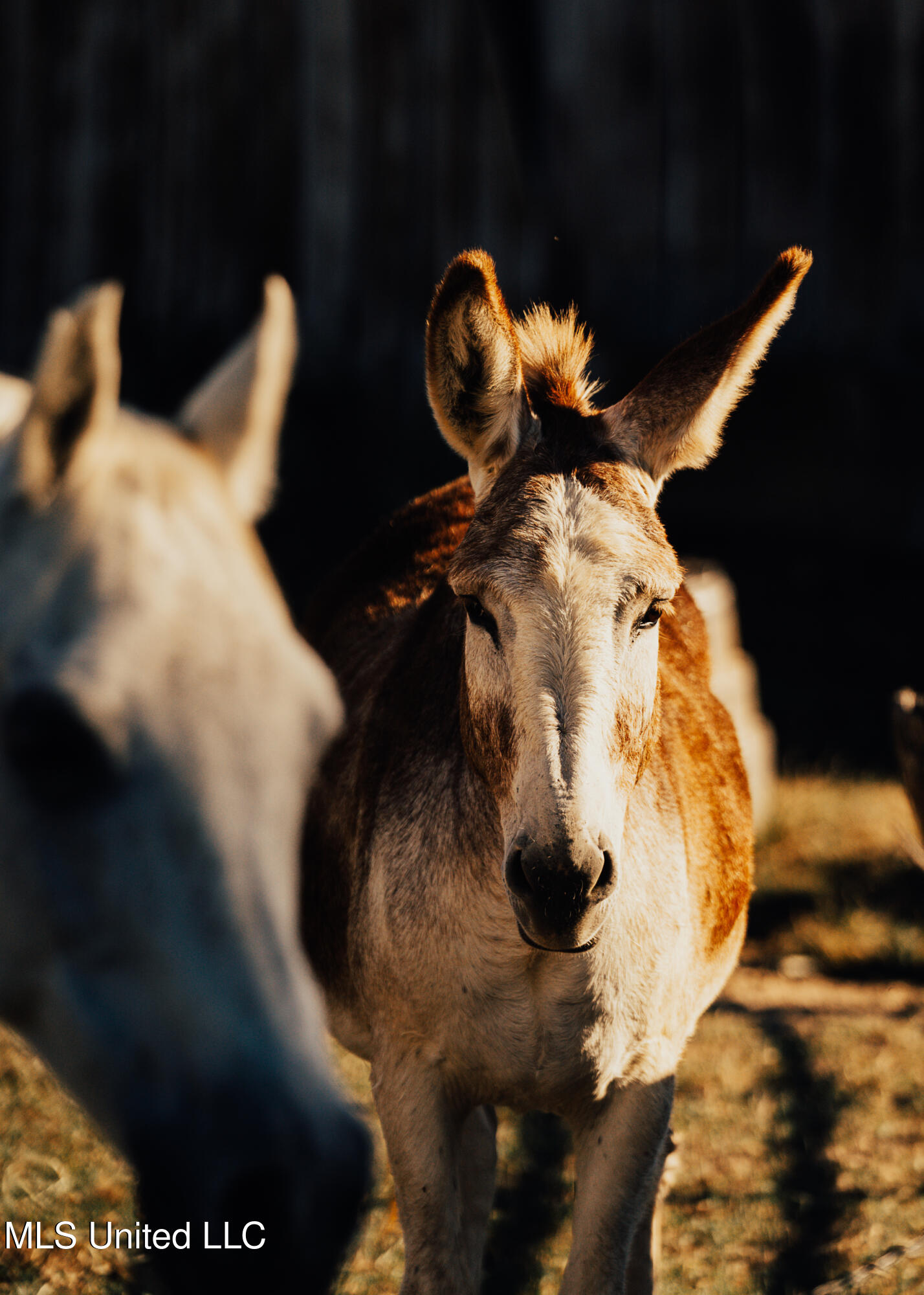 11657 Vaughan Road Vaughan, MS 39179 - Photo 80 of 110 595 Yazoo Pics-80