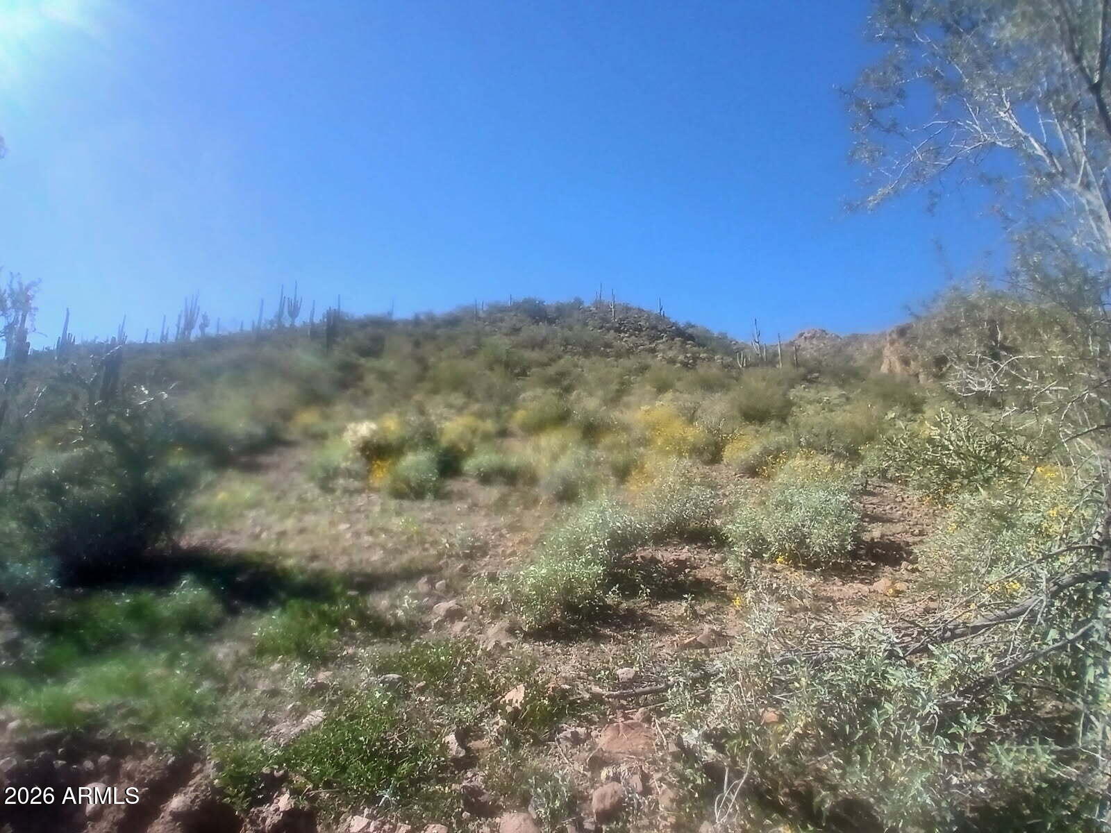 37750 Cow Creek Road, Unit D Morristown, AZ 85342 - Photo 19 of 35 a view of a forest
