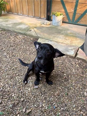 $1,250,000 | 1654 A Ward Mountain Road Northeast, Rome, GA 30161