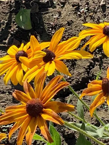 $1,250,000 | 1654 A Ward Mountain Road Northeast, Rome, GA 30161